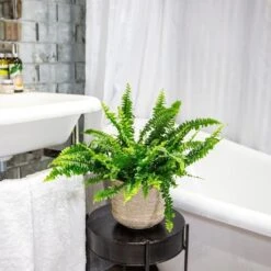 Nephrolepis Exaltata 'Green Lady' -Plants Shop pl2000027735 card5 lg