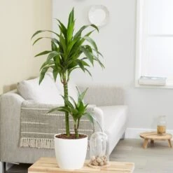 Dracaena Fragrans 'Janet Craig' -Plants Shop pl2000027738 card3 lg