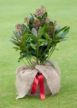 Skimmia Japonica 'Rubella' (male) 7 Skimmia Japonica 'Rubella' (male) -Plants Shop pl2000027773 card3 lg