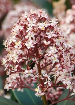 Skimmia Japonica 'Rubella' (male) 8 Skimmia Japonica 'Rubella' (male) -Plants Shop pl2000027773 card4 lg