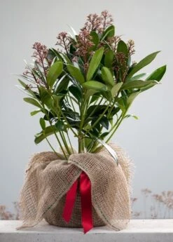 Skimmia Japonica 'Rubella' (male) 9 Skimmia Japonica 'Rubella' (male) -Plants Shop pl2000027773 card5 lg