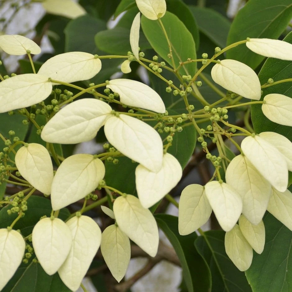 Schizophragma Fauriei 'Angel Wings' 1 Schizophragma Fauriei 'Angel Wings'