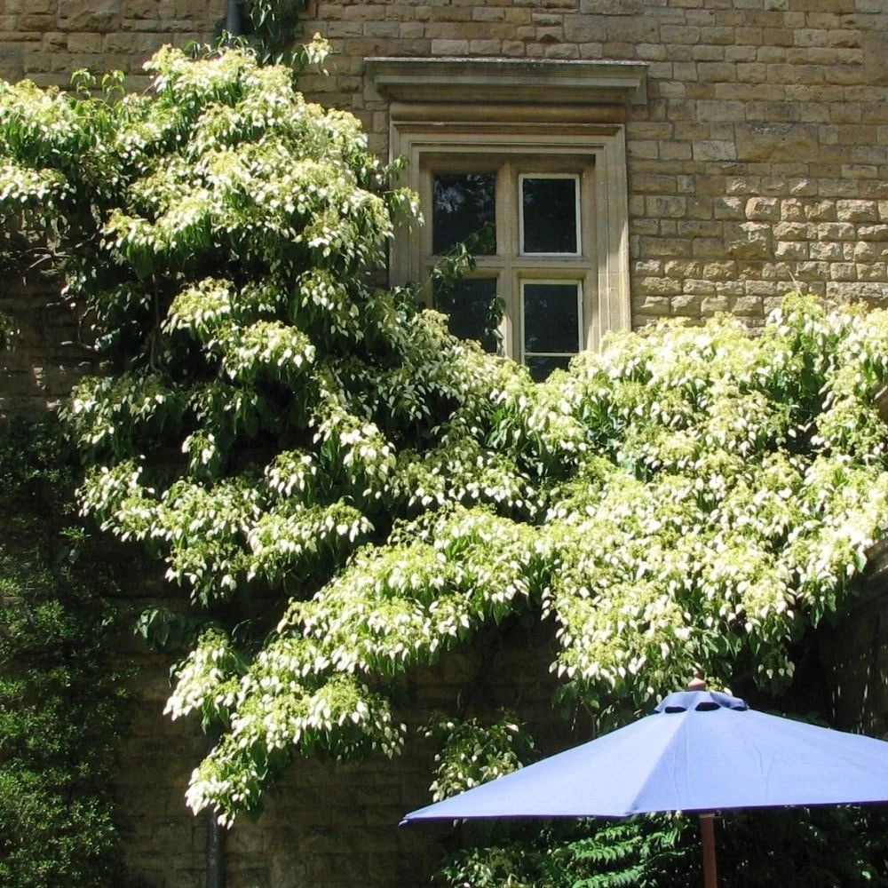 Schizophragma Fauriei 'Angel Wings' 2 Schizophragma Fauriei 'Angel Wings' - Image 2
