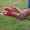 Rhubarb 'Timperley Early'