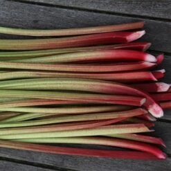 Rhubarb 'Timperley Early' 6 Rhubarb 'Timperley Early' -Plants Shop pl2000027805 card3 lg