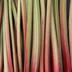 Rhubarb 'Timperley Early' 7 Rhubarb 'Timperley Early' -Plants Shop pl2000027805 card4 lg