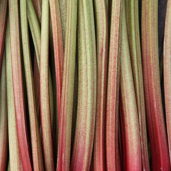 Rhubarb 'Timperley Early' 4 Rhubarb 'Timperley Early' - Image 4