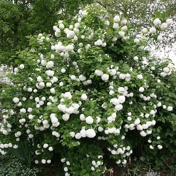 Viburnum Opulus 'Roseum' 2 Viburnum Opulus 'Roseum' - Image 2