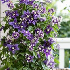 Clematis 'Taiga' (PBR) -Plants Shop pl2000028061 card3 lg