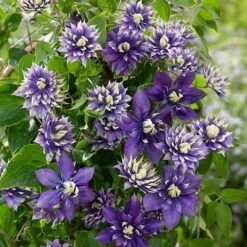 Clematis 'Taiga' (PBR) -Plants Shop pl2000028061 card4 lg