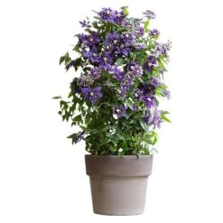 Clematis 'Taiga' (PBR) -Plants Shop pl2000028061 card6 lg