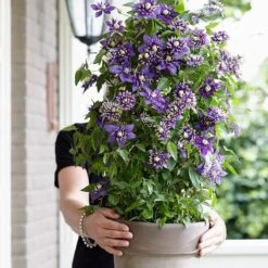 Clematis 'Taiga' (PBR) -Plants Shop pl2000028061 card7 lg