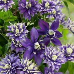 Clematis 'Taiga' (PBR) -Plants Shop pl2000028061 card8 lg