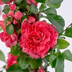 Chaenomeles Speciosa 'Pink Storm' (PBR)