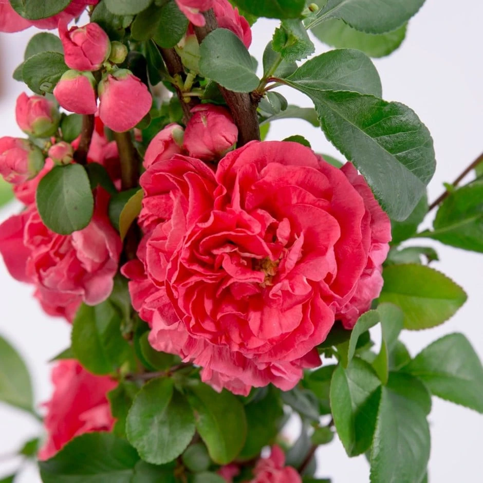 Chaenomeles Speciosa 'Pink Storm' (PBR) 1 Chaenomeles Speciosa 'Pink Storm' (PBR)