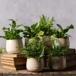 Fern Starter Collection -Plants Shop pl2000028148 card3 lg