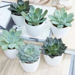 Echeveria Starter Collection 7 Echeveria Starter Collection -Plants Shop pl2000028161 card3 lg