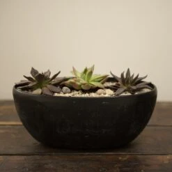 Echeveria Starter Collection 8 Echeveria Starter Collection -Plants Shop pl2000028161 card4 lg