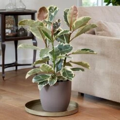 Ficus Elastica 'Tineke' -Plants Shop pl2000028176 card4 lg