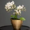 Phalaenopsis 'White Willd Orchid'