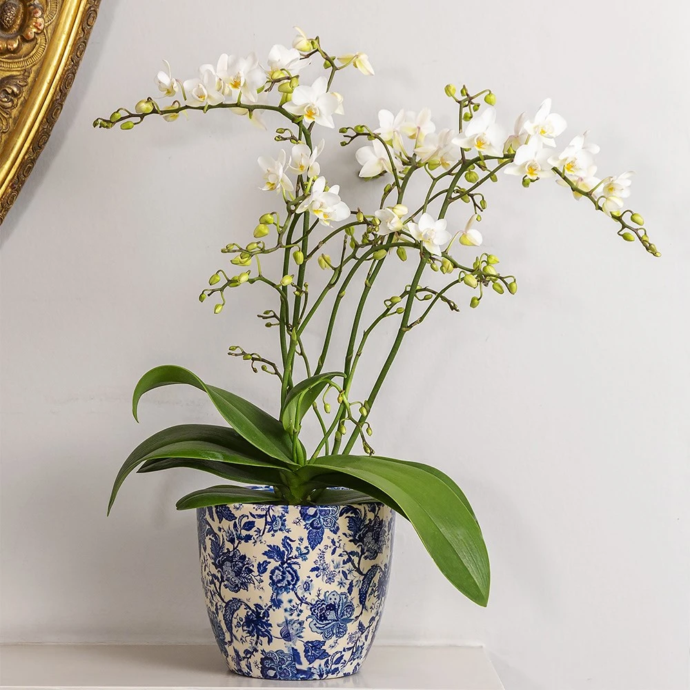 Phalaenopsis 'White Willd Orchid' 3 Phalaenopsis 'White Willd Orchid' - Image 3