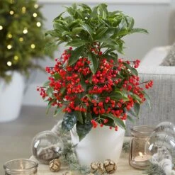 Ardisia Crenata 'Queen Star' (PBR) 6 Ardisia Crenata 'Queen Star' (PBR) -Plants Shop pl2000028194 card3 lg