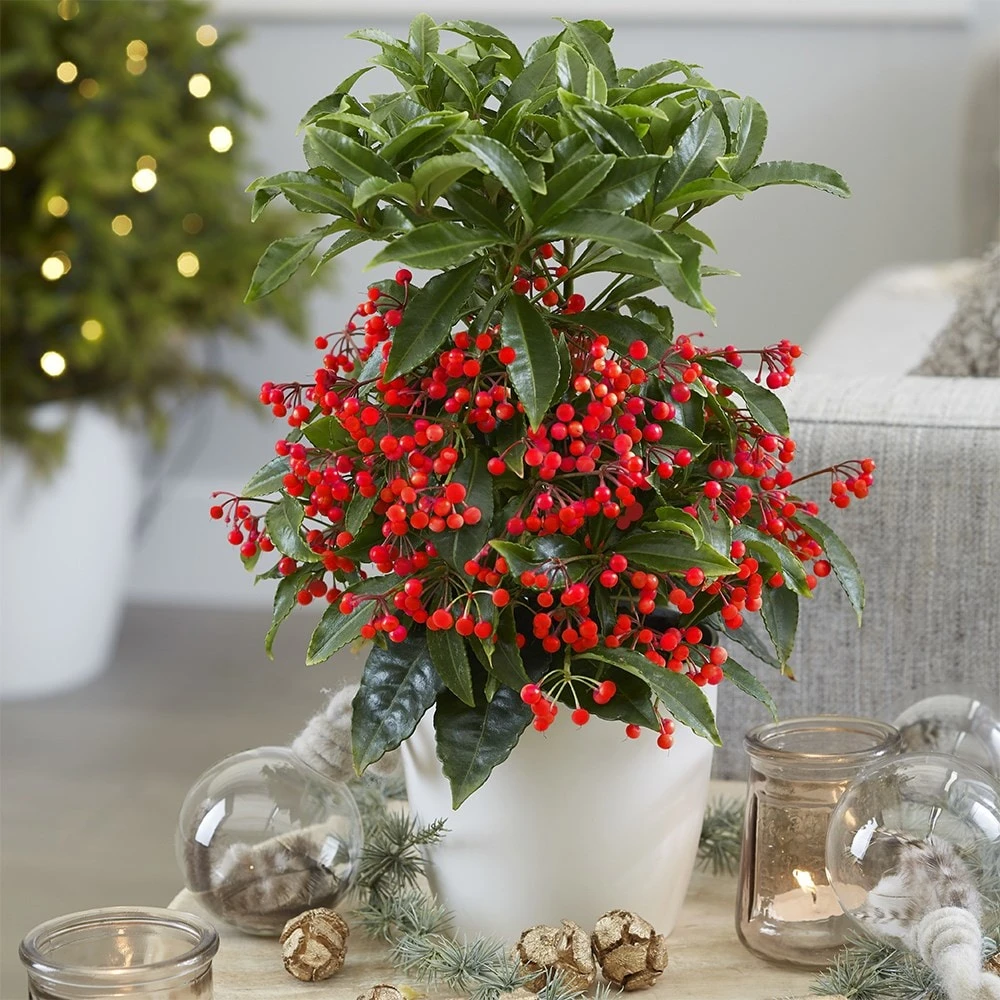 Ardisia Crenata 'Queen Star' (PBR) 3 Ardisia Crenata 'Queen Star' (PBR) - Image 3