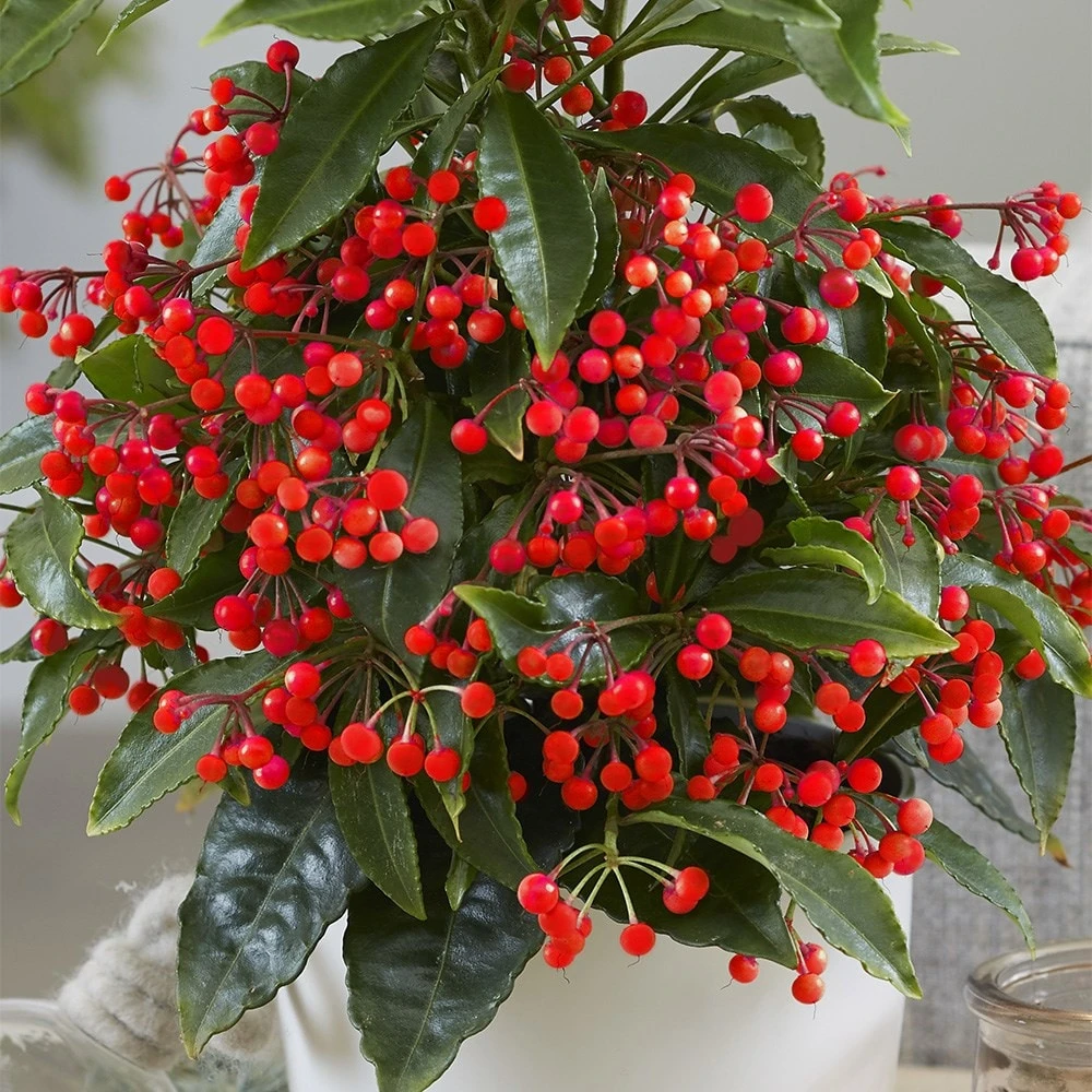Ardisia Crenata 'Queen Star' (PBR) 4 Ardisia Crenata 'Queen Star' (PBR) - Image 4