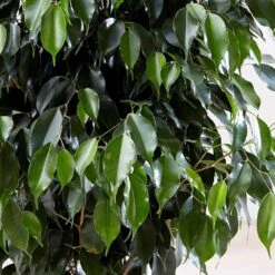 Ficus Benjamina 'Danielle' (PBR) -Plants Shop pl2000028196 card3 lg