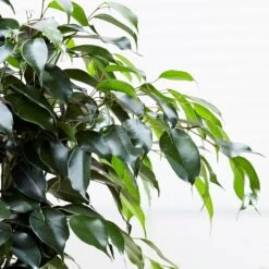Ficus Benjamina 'Danielle' (PBR) -Plants Shop pl2000028196 card4 lg