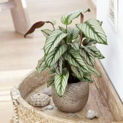 Goeppertia 'Whitestar' -Plants Shop pl2000028197 card3 lg