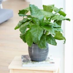 Calathea Network ('Pp0005') (PBR) -Plants Shop pl2000028198 card3 lg