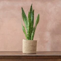 Sansevieria Zeylanica -Plants Shop pl2000028199 card3 lg