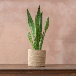 Sansevieria Zeylanica -Plants Shop pl2000028199 card4 lg
