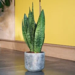 Sansevieria Zeylanica -Plants Shop pl2000028199 card5 lg