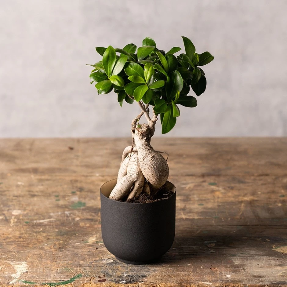Ficus Microcarpa 'Ginseng' 1 Ficus Microcarpa 'Ginseng'