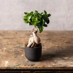 Ficus Microcarpa 'Ginseng' 5 Ficus Microcarpa 'Ginseng' -Plants Shop pl2000028200 card3 lg