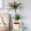 Dracaena Marginata 'Magenta'