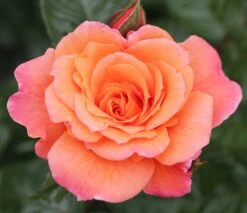 Rosa Scent From Heaven ('Chewbabaluv') (PBR) -Plants Shop pl2000028209 card3 lg