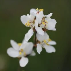 Libertia Chilensis -Plants Shop pl2000028243 card4 lg