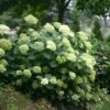 Hydrangea Arborescens Lime Rickey ('Smnhalr') (PBR)