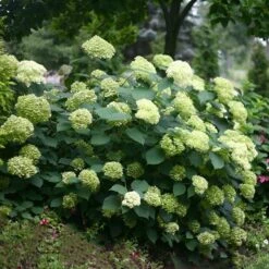 Hydrangea Arborescens Lime Rickey ('Smnhalr') (PBR) -Plants Shop pl2000028409 card3 lg