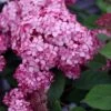 Hydrangea Arborescens Ruby Annabelle ('Ncha3') (PBR)