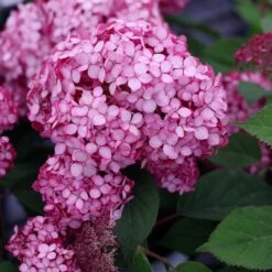 Hydrangea Arborescens Ruby Annabelle ('Ncha3') (PBR)