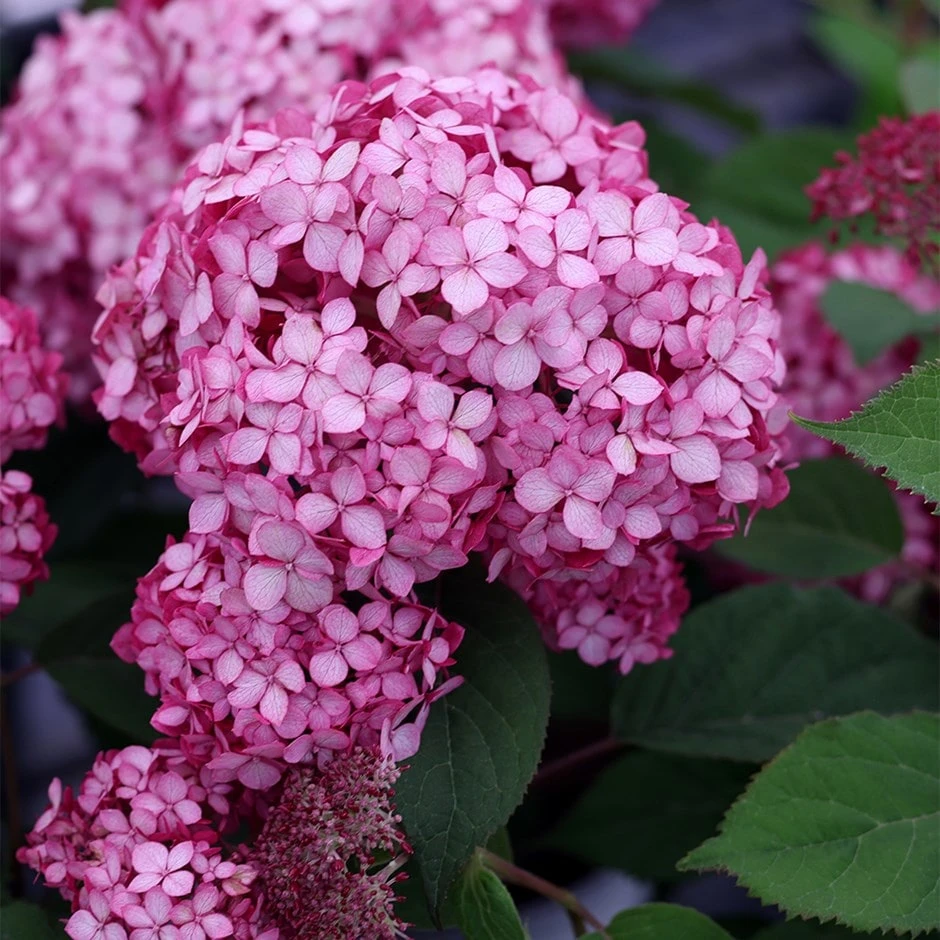 Hydrangea Arborescens Ruby Annabelle ('Ncha3') (PBR) 1 Hydrangea Arborescens Ruby Annabelle ('Ncha3') (PBR)