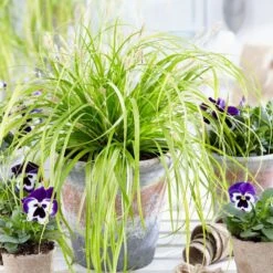 Carex Oshimensis 'Everillo' (PBR) (EverColor Series) -Plants Shop pl2000028687 card3 lg