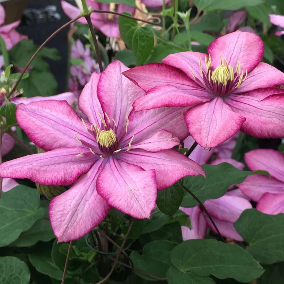 Clematis Paradiso ('Zo11154') (PBR) 1 Clematis Paradiso ('Zo11154') (PBR)