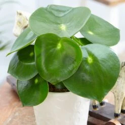 Peperomia Polybotrya 'Raindrop'