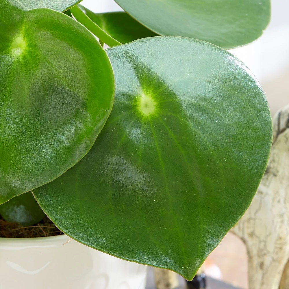 Peperomia Polybotrya 'Raindrop' 2 Peperomia Polybotrya 'Raindrop' - Image 2