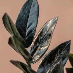 Zamioculcas Zamiifolia Raven ('Dowon') (PBR) -Plants Shop pl2000028845 card3 lg